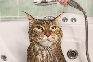 Cat Bath Time Survival Guide