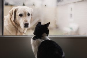 Senior Pet Care Awareness